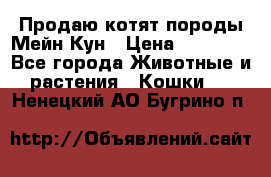 Продаю котят породы Мейн Кун › Цена ­ 12 000 - Все города Животные и растения » Кошки   . Ненецкий АО,Бугрино п.
